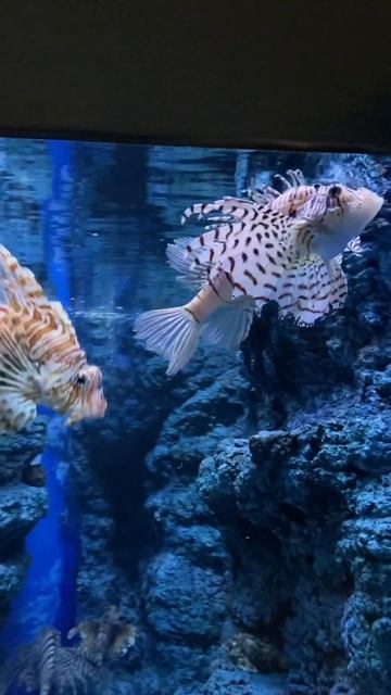 ミノカサゴとハナミノカサゴ／東海大学海洋科学博物館［YouTube水族館］