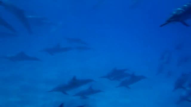 Dolphins 29JUL2013 смотреть онлайн