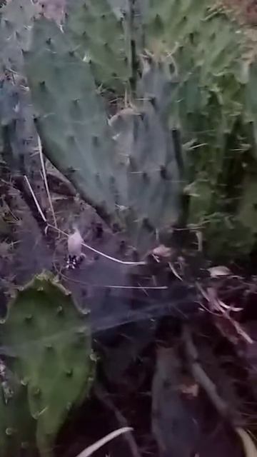 29. 03. 2020 spinne im kaktus-la gomera смотреть онлайн