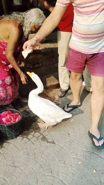 bho bho #little #funny duck #cute #funnyclip #baby смотреть онлайн