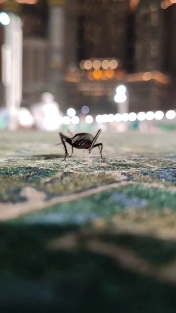 Black Crickets Strolls In Peace At The Holy Mosque #hajj #mecca #makkah