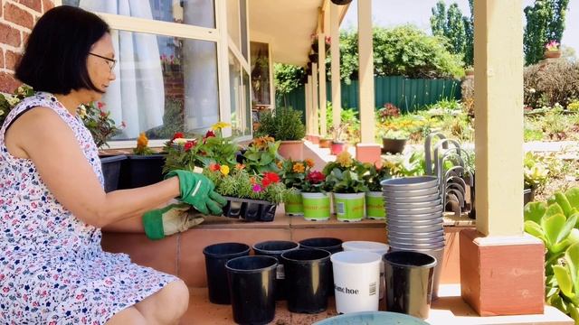 #portulaca#gardening Repotting Portulaca - Pinay Countrylife смотреть онлайн