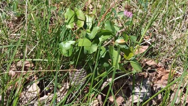 Маленький улей осы смотреть онлайн