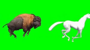 Buffalo,Cat,Dinosaur,Gorilla,Horse Animals Green Screen | Animals Stampede Video | Animals Running