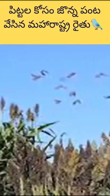 farmer planting a sorghum crop for Bird's || పిట్టల కోసం జొన్న పంట వేసిన మహారాష్ట్ర రైతు смотреть онлайн