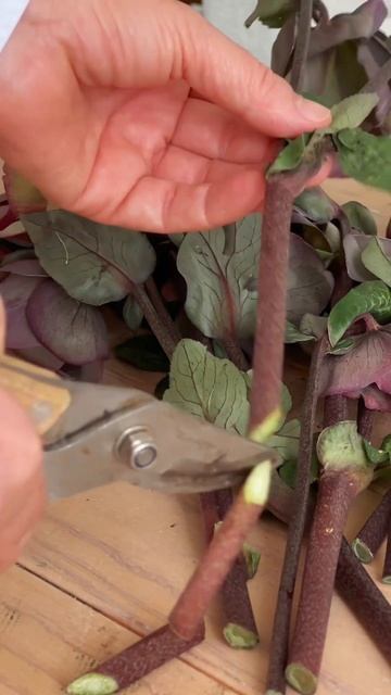 Наконец-то я тебя нашла!!!! Морозник смотреть онлайн