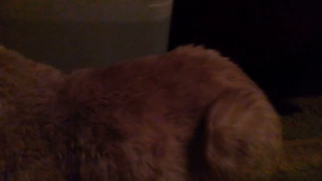 Мой кот смотреть онлайн