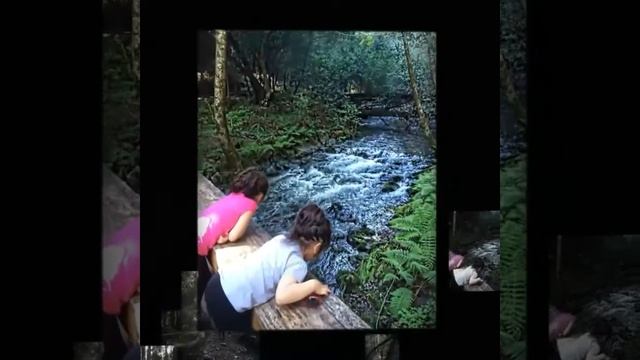 Muir Woods National Monument, Mill Valley, California смотреть онлайн