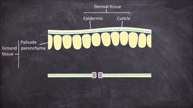 Internal Structure of a Leaf | Plant Biology смотреть онлайн