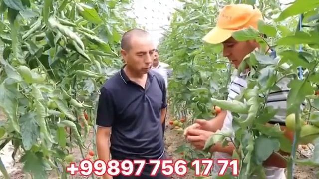 🍅 ADRIATIKA F1 🍅 2-VIDEO +998977561771 +998977780505 +998977280505 смотреть онлайн