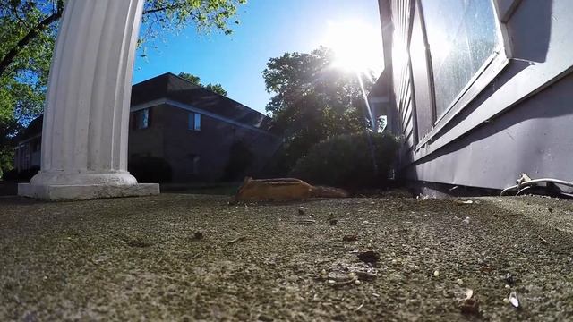 Chipmunk near our home. GoPro смотреть онлайн