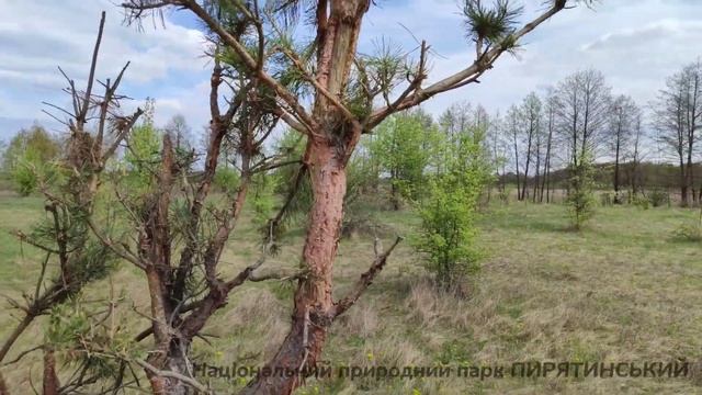 Лось і сосни. Не все так просто. смотреть онлайн