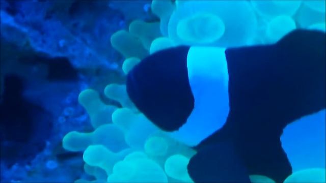 My Black and White Clown Fish hosting luminus Anenome смотреть онлайн