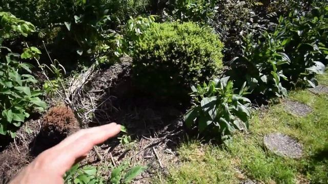 Backyard urban homestead walk update 2019 week 18 смотреть онлайн