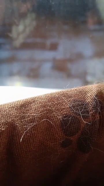 мир глазами Весты (1 часть) @Eva-fe6hv