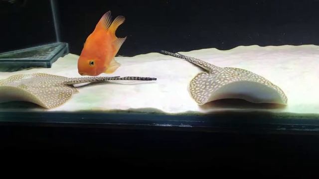 Crescimento Aruanã Prata E Tucunaré Pinima - Jumbo 700L