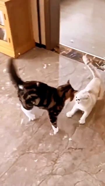 Два кота не поделили таулет! Смешные животные!