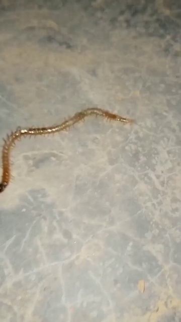 Centipede funny dance#short смотреть онлайн