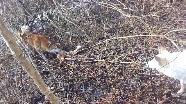Лайки піймали лиса смотреть онлайн