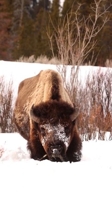A Bison plowing snow aside to get the grass underneath. #bison #wildlife #wildlifephotography смотреть онлайн