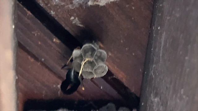 WASP NESTS IN LOCAL PARK! DOCUMENTING OUR BENEFICIAL NATIVE SPECIES (POLISTES FUSCATUS/METRICUS)!