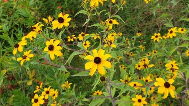 Rudbeckia triloba - grow & care (Brown-eyed susan) смотреть онлайн