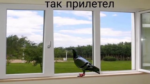 Жизнь голубя 3 смотреть онлайн