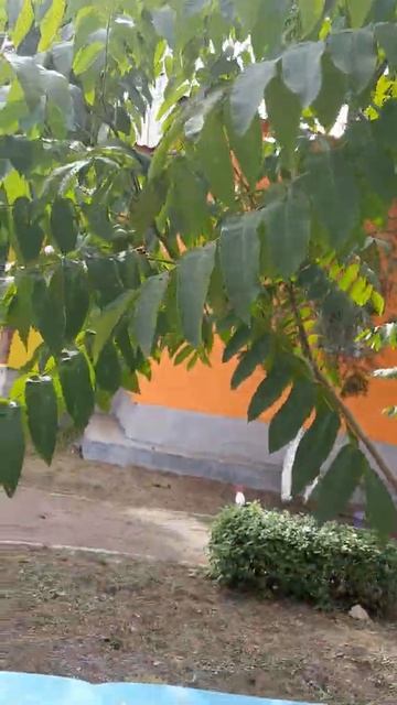 ОРЕХ МАНЬЧЖУРСКИЙ смотреть онлайн