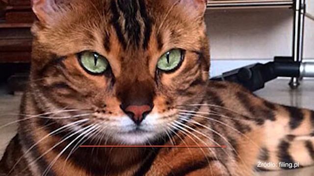 ZJAWISKOWY FUTRZAK PODBIJA ŚWIAT [VLOGMAG] смотреть онлайн