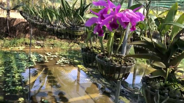 Lần Nào Nở Hoa, Catt Portia Var Pink Cũng Làm Mình Xao Xuyến!