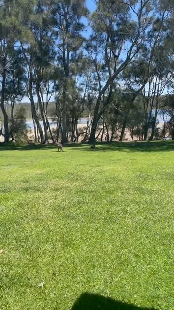 kangaroo in the house #australia