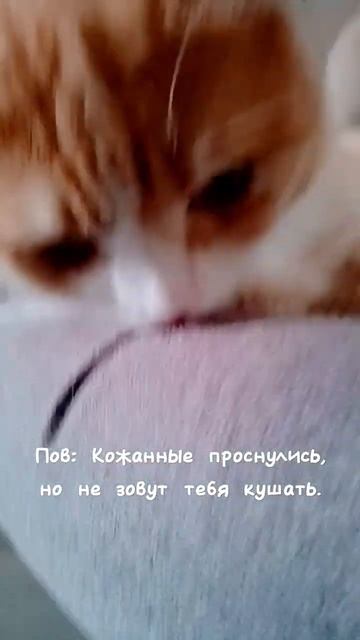 У вас бывает такое?..🤔 #добрынямем #котейка #смешно #правда #мемы #втренде #смешныекоты #мемныйкоти смотреть онлайн