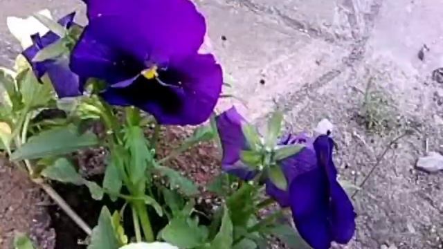 Фиалка трёхцветная смотреть онлайн