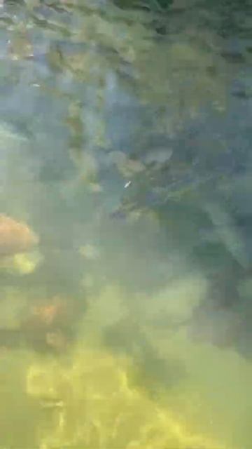 АКУЛЫ НЯНЬКИ.