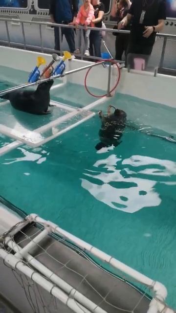 Нерпы. Листвянка 3