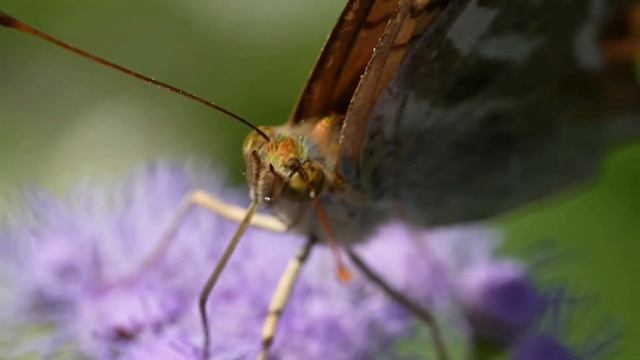 a Leopard pattern Butterfly sucks nectar (Argynnis paphia) part-1 (Macro and Slow motion ) смотреть онлайн