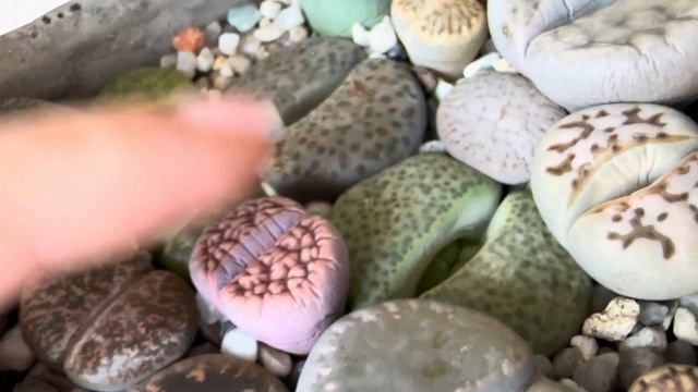 Литопсы/ Lithops. Линяет, или погибает?