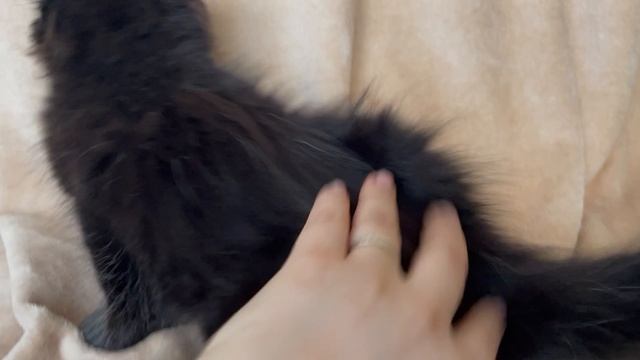 Pepper Paw Winner 🐾