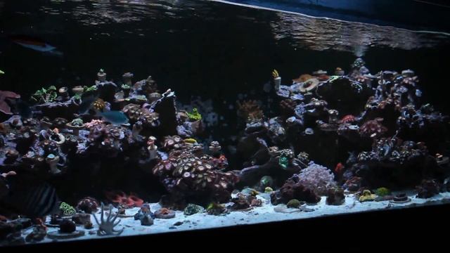 Coral Reef Aquarium смотреть онлайн