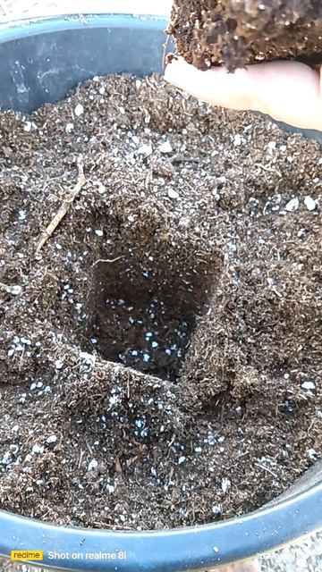 Голубика с нуля