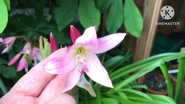 Crinum Powellii, a beautiful Summer flowering bulb смотреть онлайн