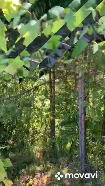 Смородина или зарисовки из сада #смородина #лето #напамять 🫐🍃🍃🌞😉💙💚 смотреть онлайн