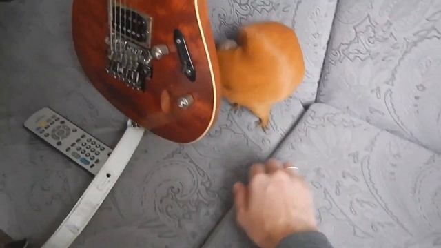 Тыква попкорнит 😁🐹 смотреть онлайн