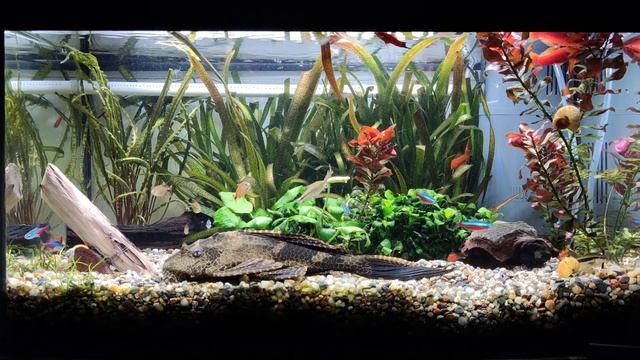 Аквариум 60л. День 242. Анубиас расцвёл.