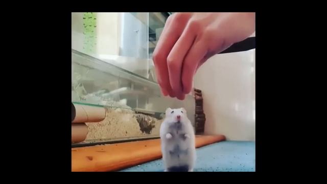 "Отдых после листинга: Хомстер Комбат 🐹💥 смотреть онлайн