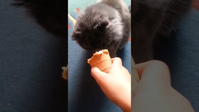 Кошка смешно ест мороженое смотреть онлайн