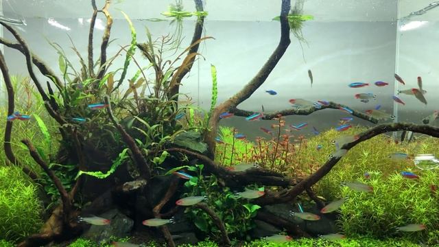 Neon Tetra fish aquarium aqua scape смотреть онлайн
