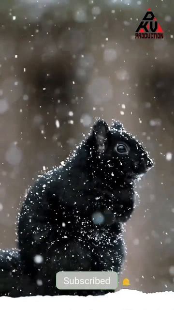 Black squirrel 🐿️ 🥶 ❄ смотреть онлайн