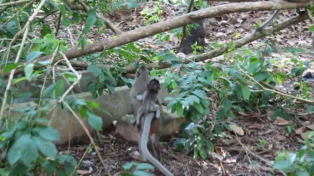 How Lovely Is JuJu Brother Is Sitting On The Back Of His Mother