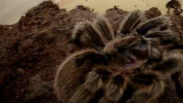 Grammostola rosea unsuccessful Breeding 1 смотреть онлайн